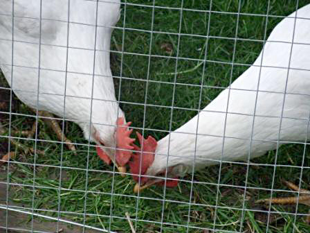 outdoor chicken run