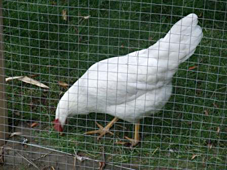 welded mesh chicken wire