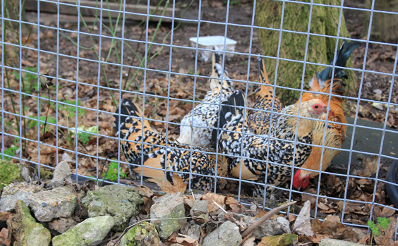 weld mesh chicken run