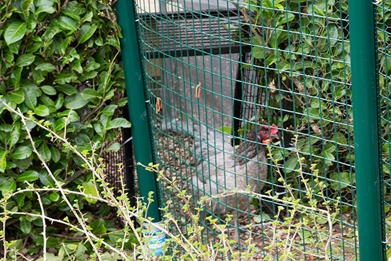 chicken-run-hatch