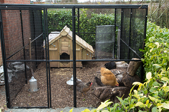 rat-proof-chicken-run