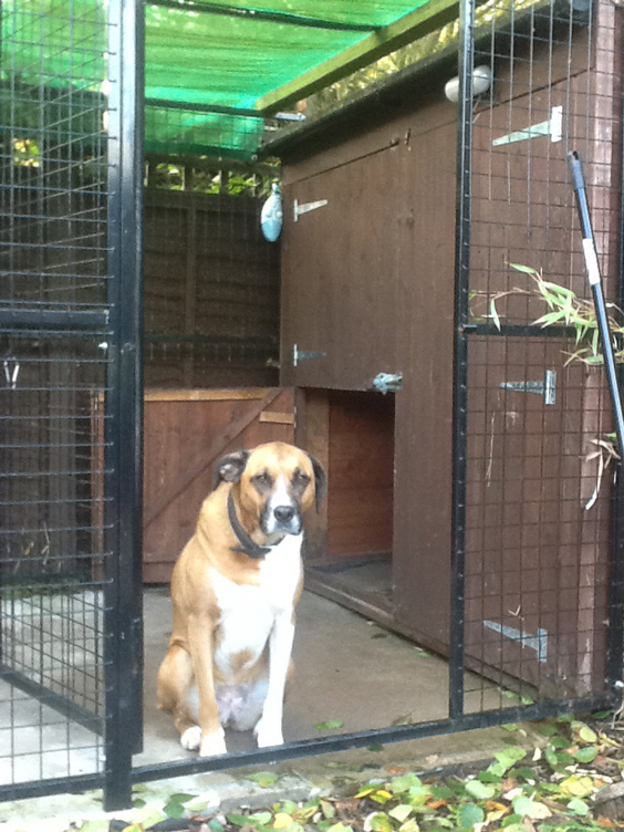 dog-run-panels-with-sunshade-1