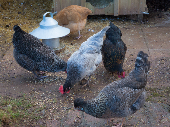 leghorn-chicken-and-friends