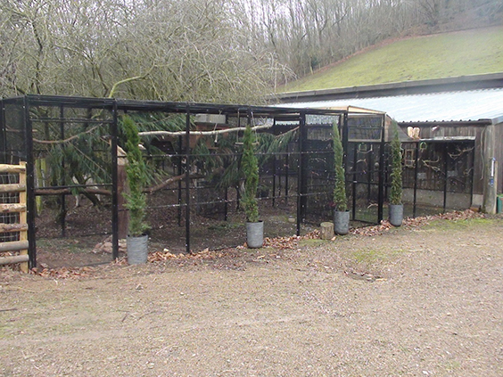 owl enclosure