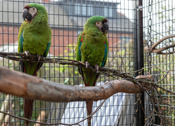 Chesnt-fronted-macaw-aviary