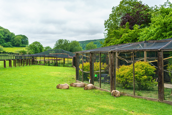 lemur lion enclosure with capybara