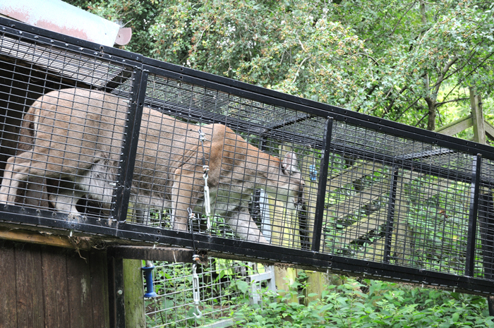 tunnel lion