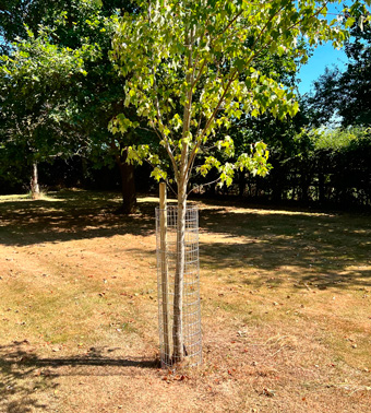 Tree Guards