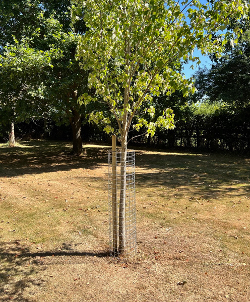 23 no. Galv 48x12(in)tree guard2x2(in)12G