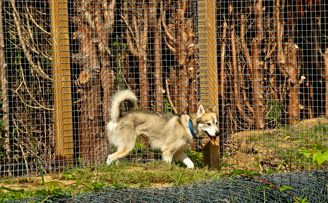 Fencing mesh to keep in an escape artist!