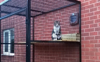 Cat run from landing through high level cat flap