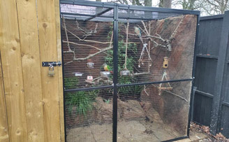 Edward's Conure aviary