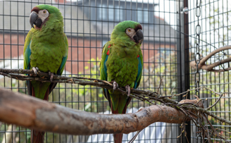 Severe (Chesnut fronted) Macaw Aviary